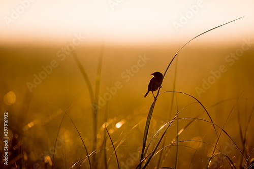 Fototapeta A Seaside Sparrow silhouetted as it perches in the tall marsh grasses in the early morning sunlight