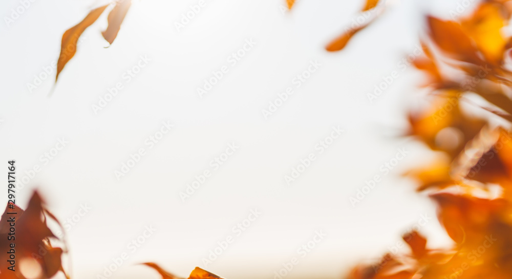 Golden and red autumn foliage covers ground. Colorful backround image of fallen autumn leaves. Nature abstract view of vibrant leaves. Bright sunny backlight Golden and red autumn foliage covers ground. Colorful backround image of fallen autumn leaves. Nature abstract view of vibrant leaves. Bright sunny backlight