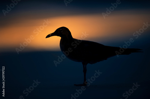 A Laughing Gull silhouetted on the beach with a deep blue background and a bright spot of orange sunlight reflecting on the wet sand.