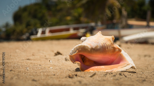 Gueen shell on Guadeloupe