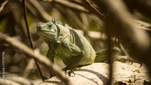 Wild iguana on Guadeloupe