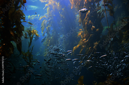 swimming around in kelp forest