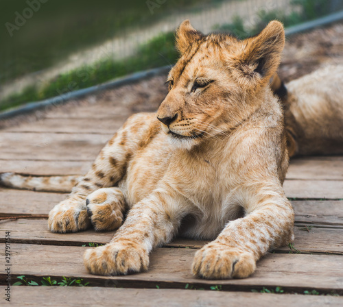 Adorable Young Lion Lying and Relaxing on Wooden Floor in ZOO