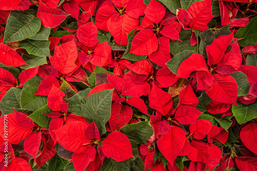 bright christmas background of poinsetia flowers
