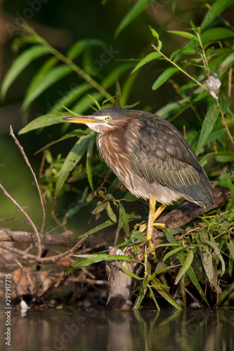 A Green Heron perched near the edge of water stalks for food in the bright sunlight with green leaves around.