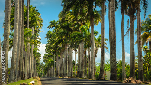 Dumanoir Alley in Capesterre. photo