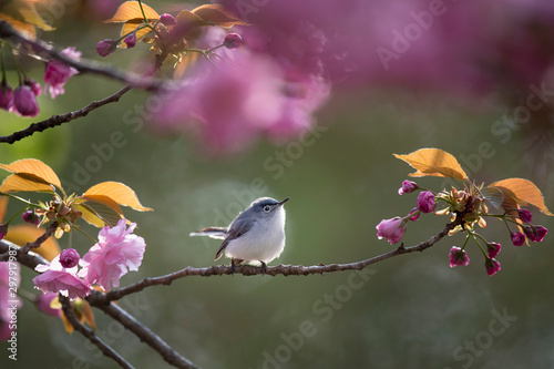A Blue-gray Gnatcatcher perched in a branch full of light pink cherry blossoms as it glows in the soft evening sunlight with a smooth background.