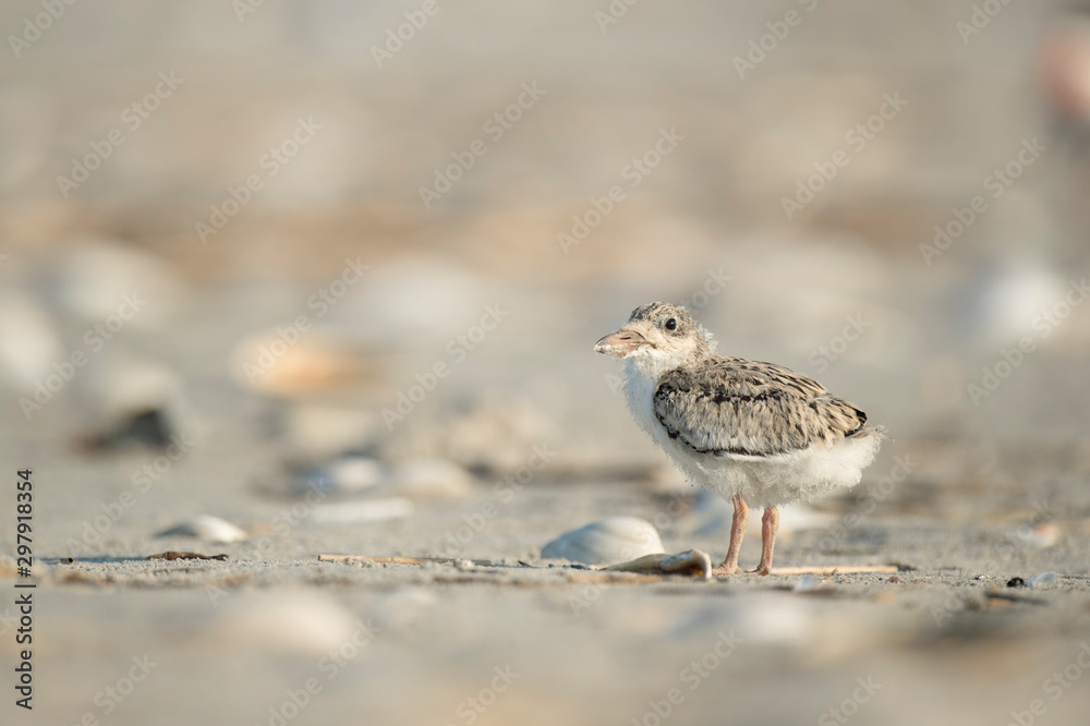 A Black Skimmer chick on a sandy beach in the bright summer sunlight.