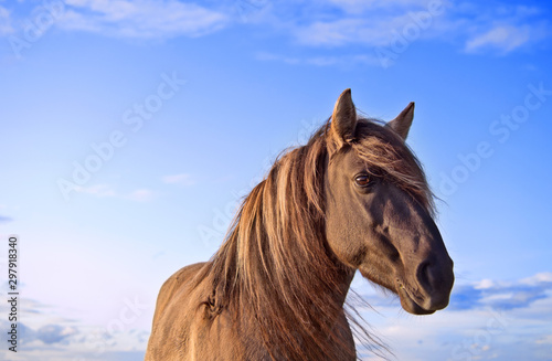 Portrait (head) of semi-feral Konik Polski horse during the sunset. Blue sky with some clouds at the background. Copy space.  © Julija