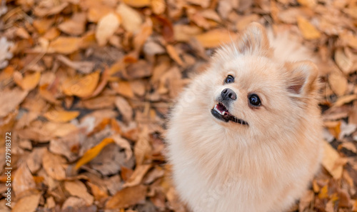 Pomeranian German Spitz red color on the background of autumn leaves. Postcard concept with space for text. © Marykor