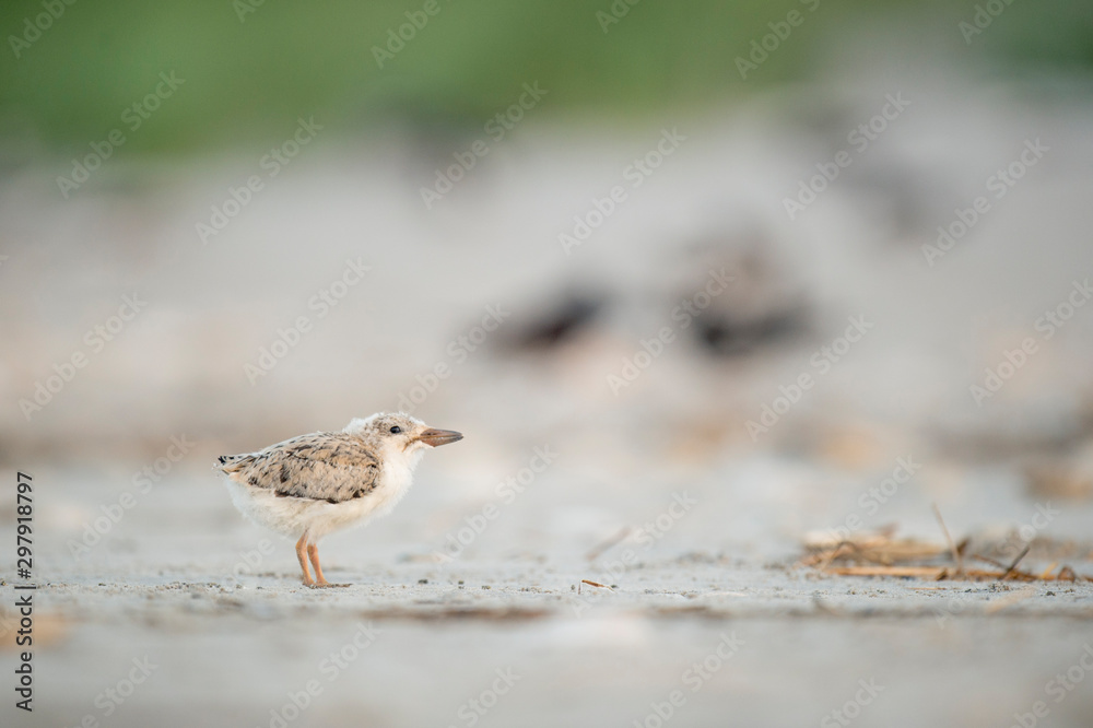 A young American Oystercatcher chick stands on a sandy beach in soft overcast light. A young American Oystercatcher chick stands on a sandy beach in soft overcast light.