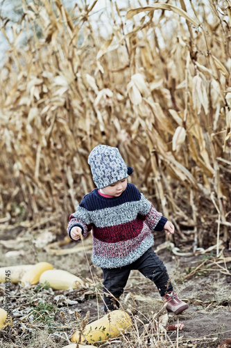 little girl in warm sweater stands by unripe cabbage and picks cabbage leaves. child helps to harvest.