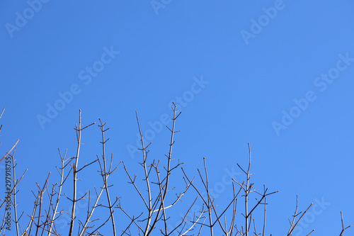background of dry tree branches against a blue sky