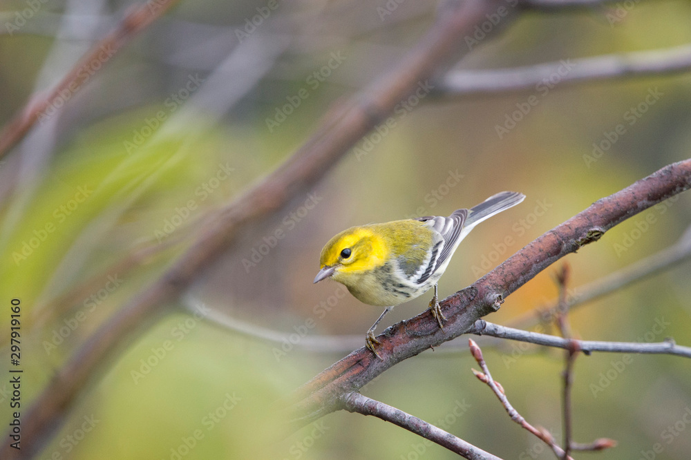 Φωτογραφία A Black-throated Green Warbler perched in a tree with green leaves in its fall non-breeding plumage