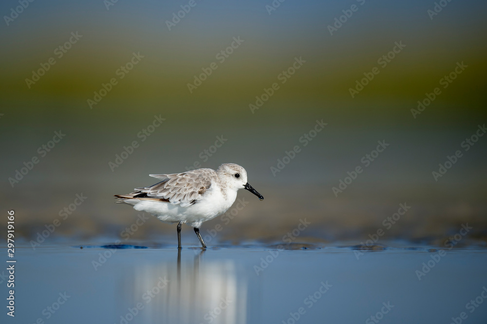 A Sanderling searches the shallow water and wet sand for food in a tidal marsh with a smooth green and blue background in the bright sunlight. A Sanderling searches the shallow water and wet sand for food in a tidal marsh with a smooth green and blue background in the bright sunlight.
