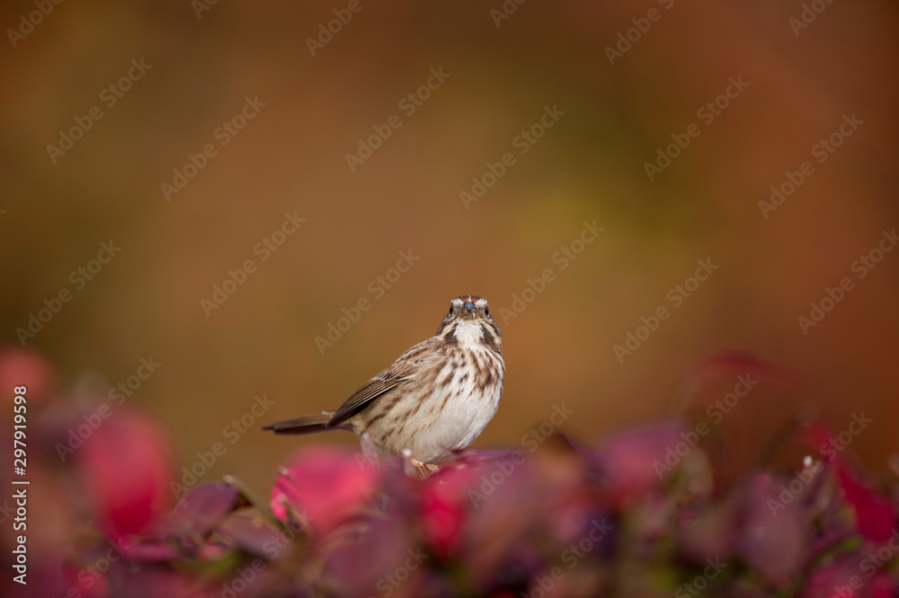 A Song Sparrow perched in bright red and orange leaves in autumn color with a colorful background. A Song Sparrow perched in bright red and orange leaves in autumn color with a colorful background.