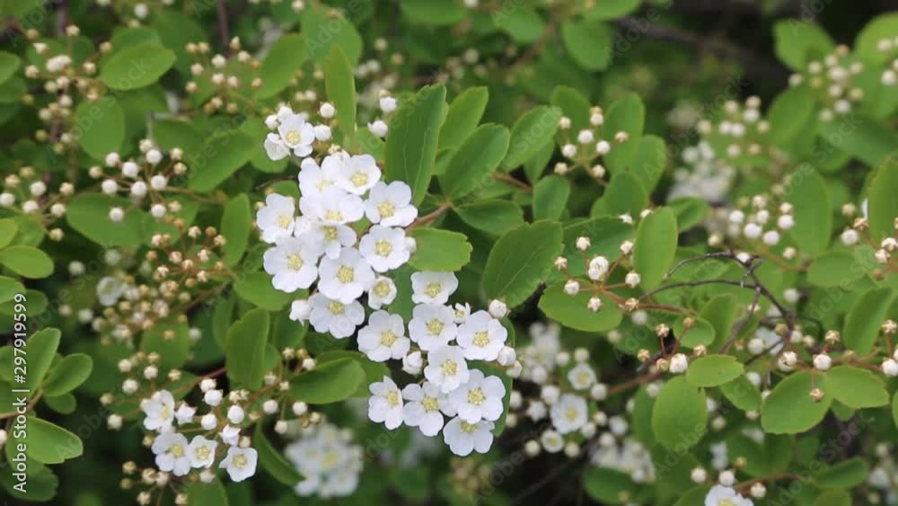 hawthorn tree in bloom, moved by the wind hawthorn tree in bloom, moved by the wind