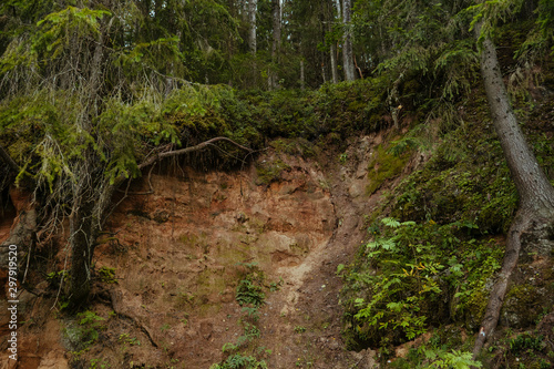 Sandy bank of the Gauja river in a dense coniferous forest