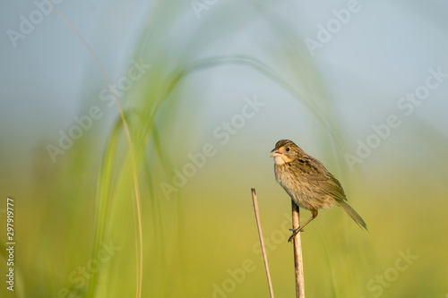 A Seaside Sparrow perched in the marsh grasses in the early morning sunlight with a smooth green and blue background. © rayhennessy