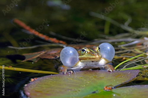 Pool frogs (Pelophylax lessonae) - Kleiner Wasserfrosch (Pelophylax lessonae)  photo