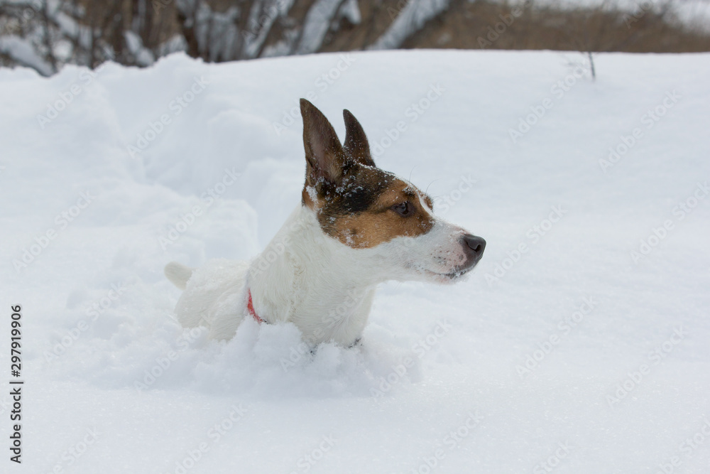 Low angle view of a Jack Russell Terrier dog standing in deep fresh snow up to her neck and looking sideways