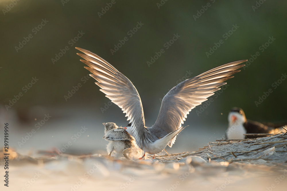 An adult Common Tern attacks a Black Skimmer chick as it tries to run away on a sandy beach in the glowing sun. An adult Common Tern attacks a Black Skimmer chick as it tries to run away on a sandy beach in the glowing sun.