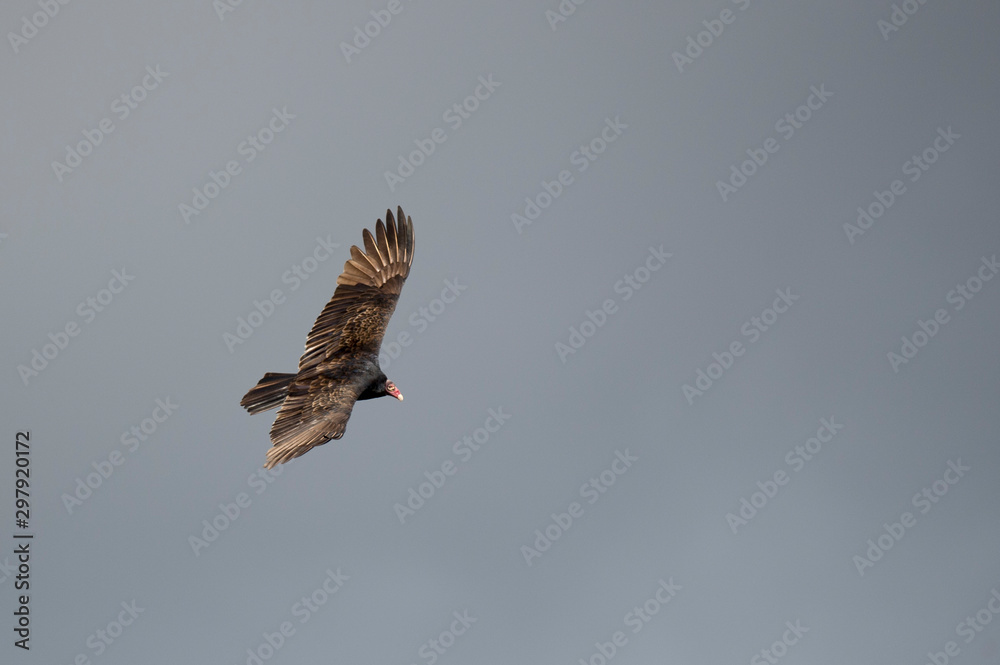 Fototapeta premium A Turkey Vulture flies against a blue and gray sky with its wings spread wide in the soft sunlight.