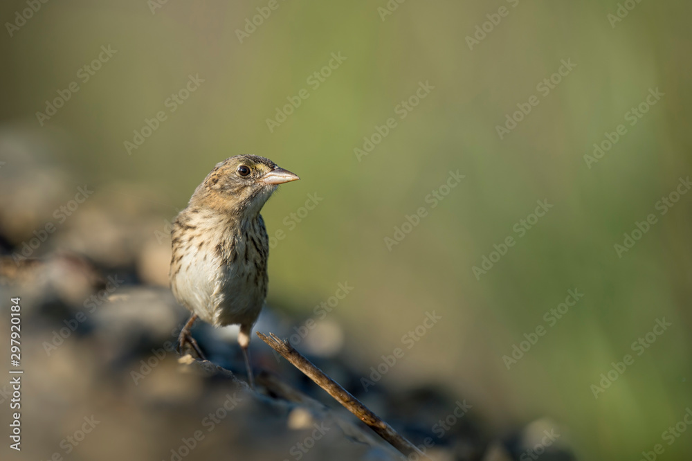 A Seaside Sparrow standing on the ground in the bright sunlight with a smooth green background. A Seaside Sparrow standing on the ground in the bright sunlight with a smooth green background.