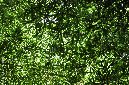 Textured background of green leaves on bamboo branches when viewed from the bottom up on a summer day