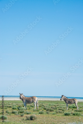 Zebras in Etosha Park In Namibia  open sky