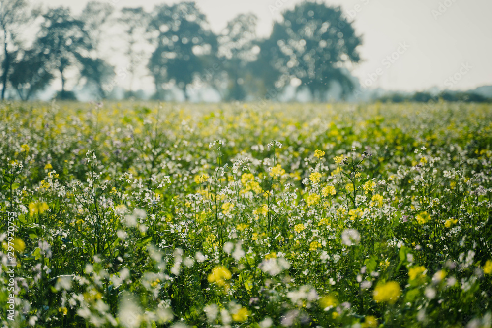 Fototapeta premium Winterblumenfeld #2
