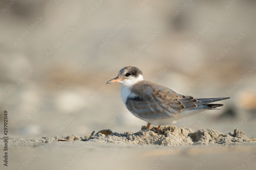 Fototapeta premium A juvenile Common Tern stands on a sandy beach in the bright sunlight.