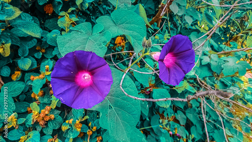 flor de bejuco floreciendo entre su grande hojas de forma de corazón, verdes photo