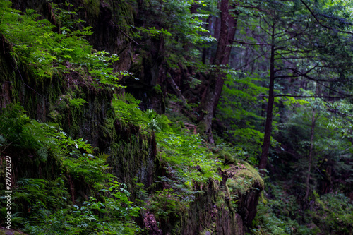Fototapeta Naklejka Na Ścianę i Meble -  thick New Hampshire forest almost looks tropical