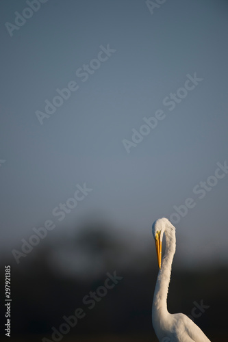 Fototapeta Naklejka Na Ścianę i Meble -  A Great Egret cleans its feathers during a preening session in the early morning sunlight with a blue sky background.