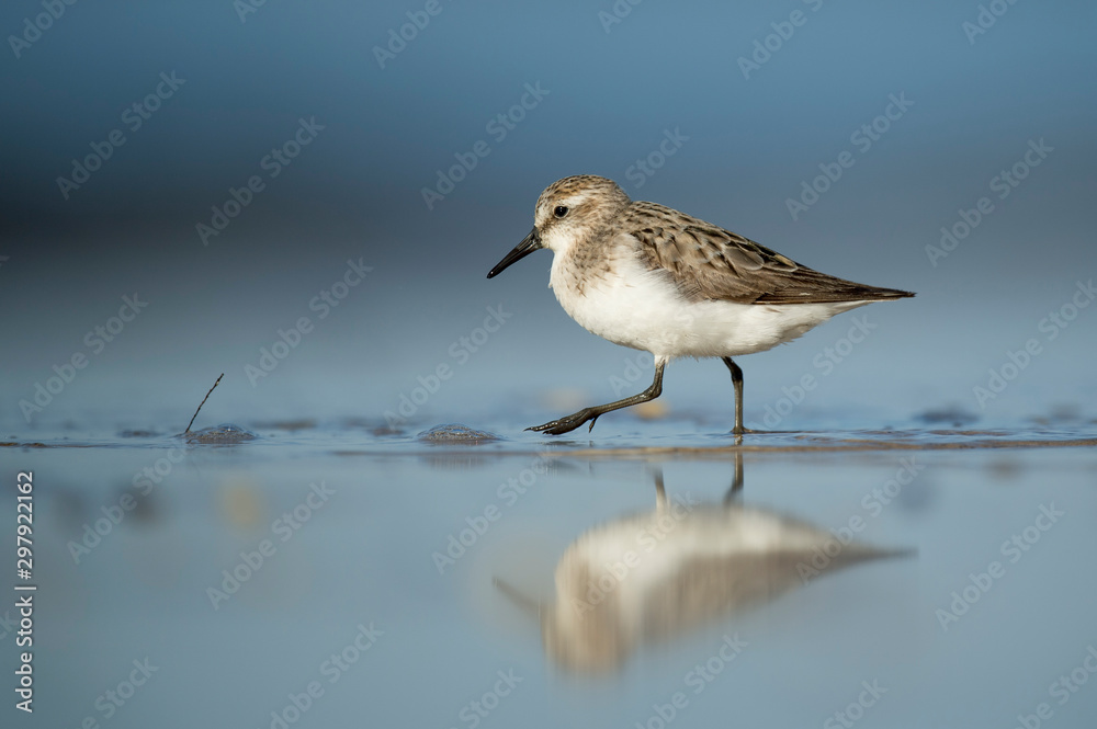 A Semipalmated Sandpiper stands on a wet sandy beach in the bright sun with its reflection and a smooth foreground and background. A Semipalmated Sandpiper stands on a wet sandy beach in the bright sun with its reflection and a smooth foreground and background.