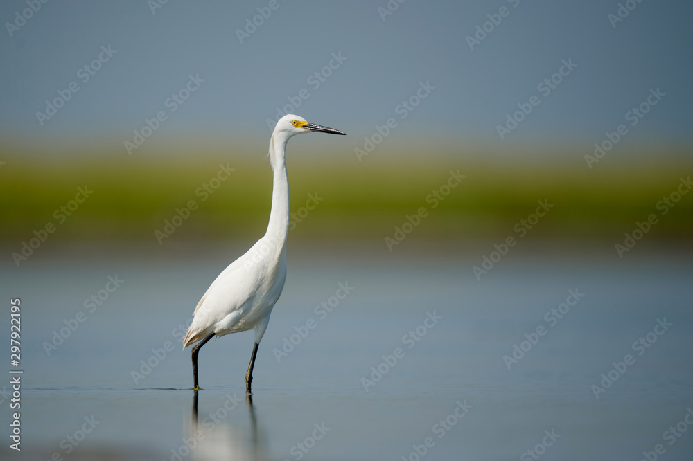 A white Snowy Egret wades in shallow water with a smooth background on a bright sunny day.