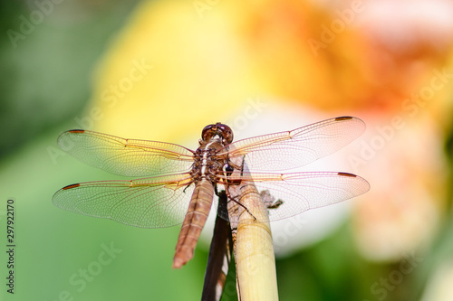 dragonfly on leaf © Susie