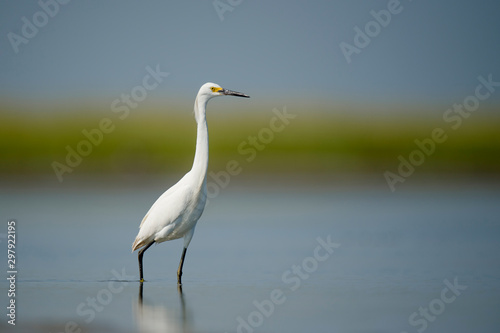 A white Snowy Egret wades in shallow water with a smooth background on a bright sunny day. © rayhennessy