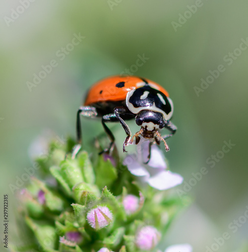ladybug on flower © Susie