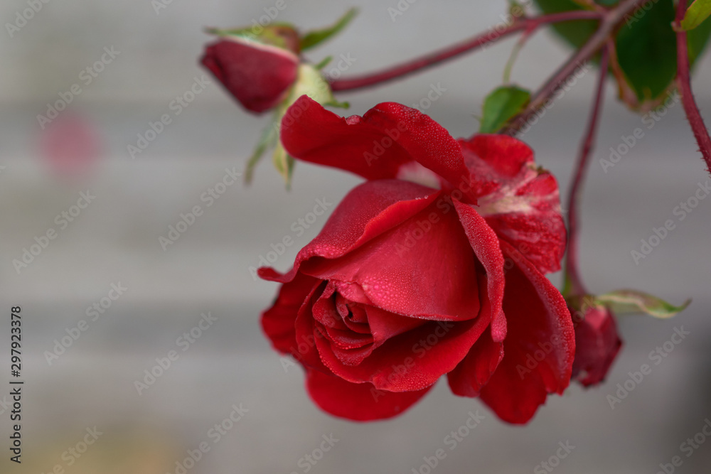 Fototapeta Flower of red rose in the summer garden. Lively rose with drops of water on scarlet petals.