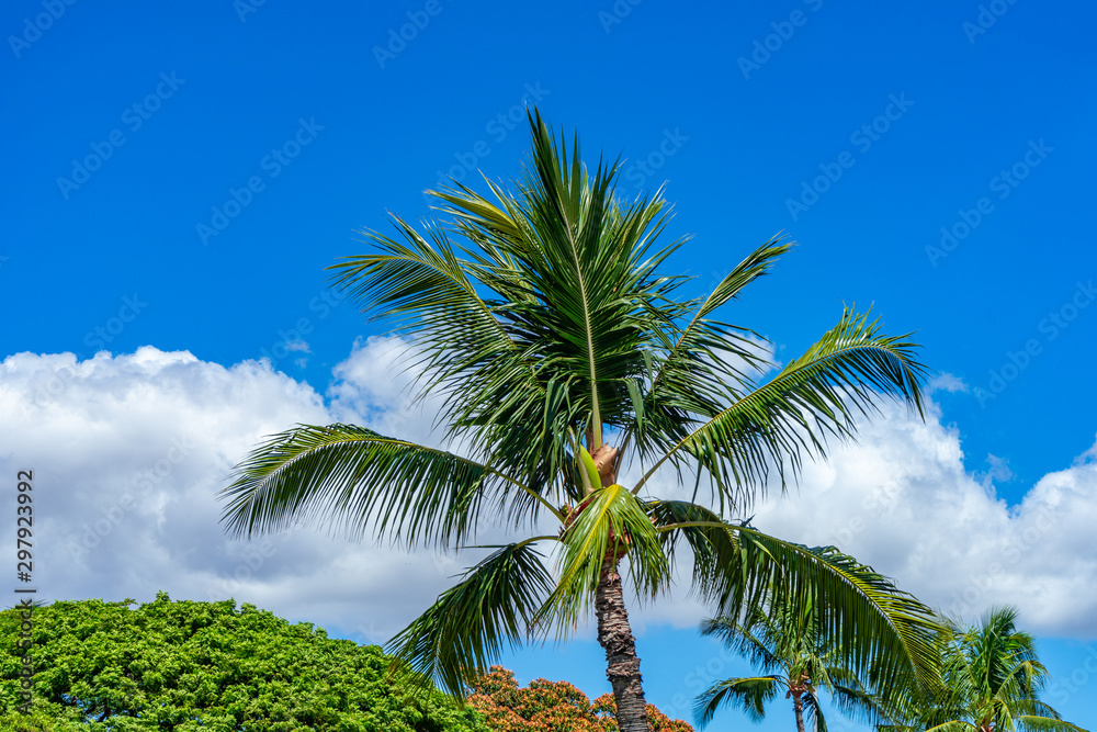 Palm trees with top of trees, blue sky, and clouds