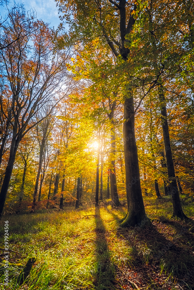 Sunny Day in the National Park. Autumn  Forest Colours, Beautiful Sunset in the Woods,