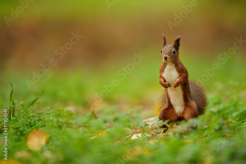 Cute curious brown squirrel standing on the ground
