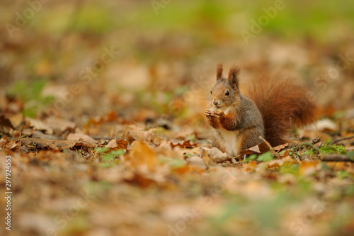 Red brown squirrel holding nut in her paws.
