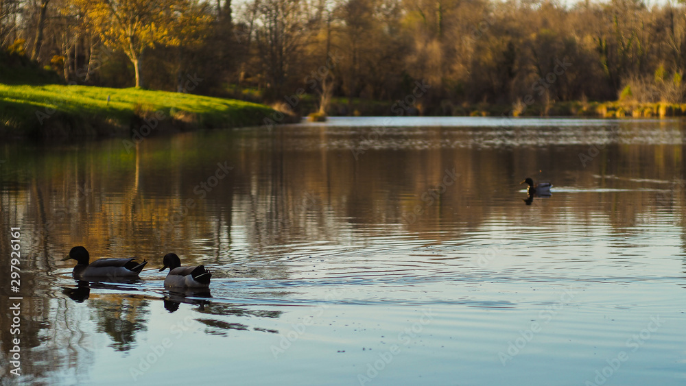 Vue sur un étang paisible, avec passage de canards.  Propice à la méditation