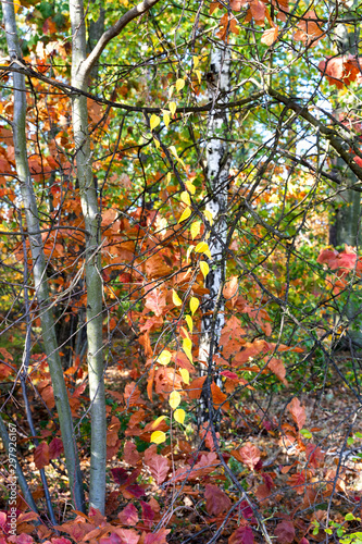Yellow leaves chain down colored background bush forest autumn