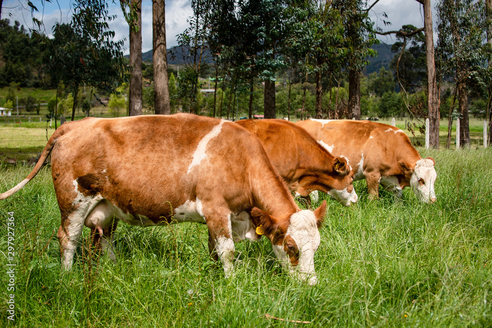 Ganado doble proposito en Cundinamarca y Boyacá Colombia Ganado doble proposito en Cundinamarca y Boyacá Colombia