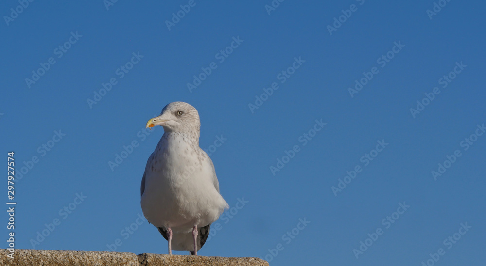 Young seagull & a bright blue sky Young seagull & a bright blue sky
