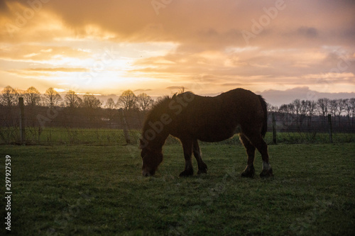 Sonnenaufgang Pferd  2 © Steffen